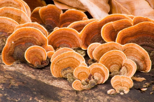 REISHI: MUSHROOM OF IMMORTALITY. - Moak Skin